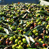 L’huile d’olives italienne et ses bienfaits naturels (+1 Tuto cuisine) !